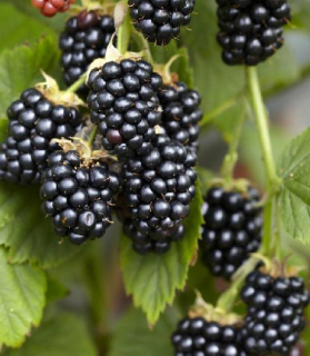 Rubus occidentalis 'Black Jewel'